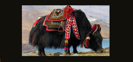 TAMA Ñ DE SEPARADJJHTFOROKU copiar